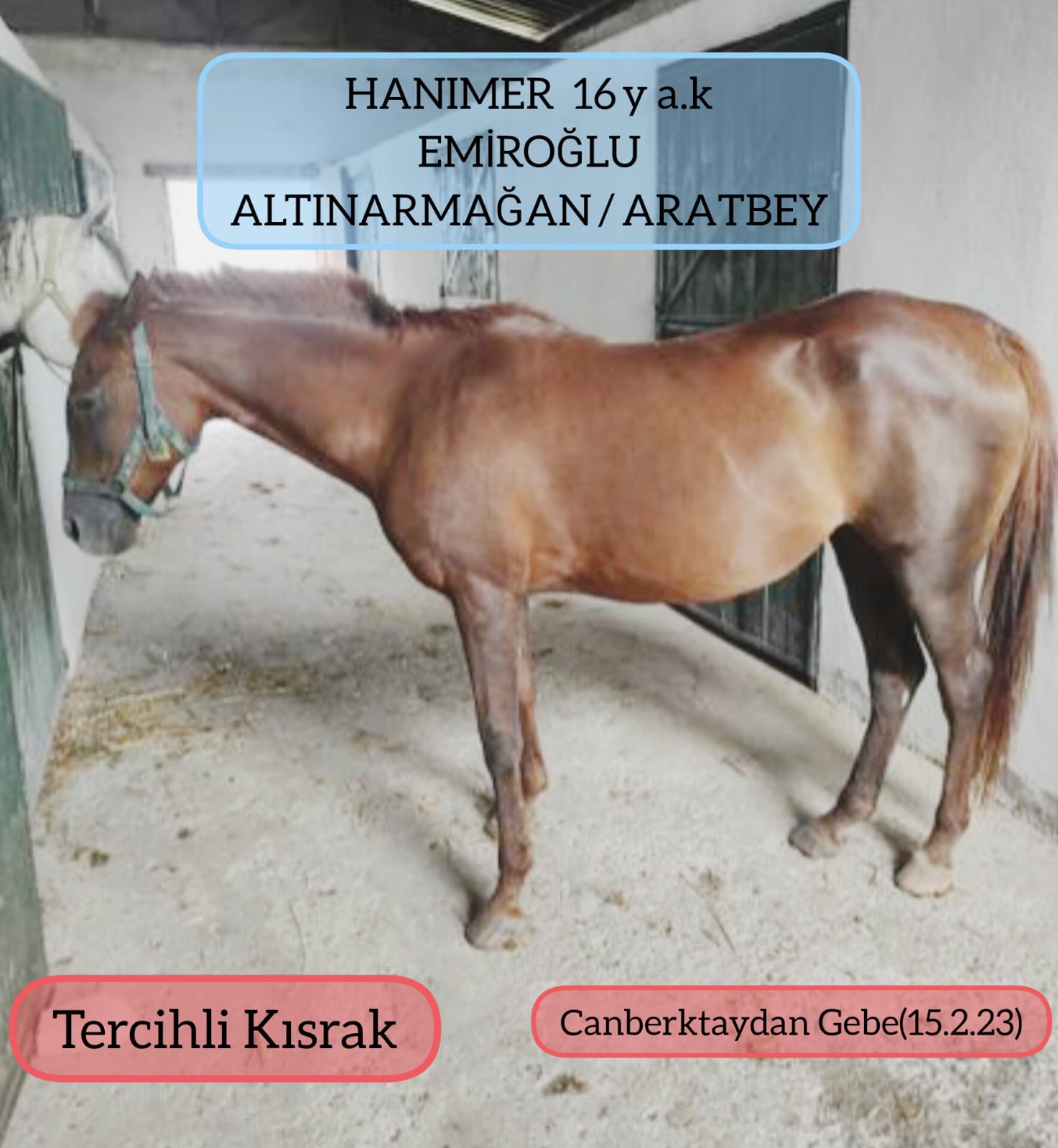 CANBERKTAY'DAN GEBE TERCİHLİ KISRAK HANIMER 
